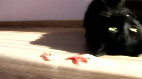 The cat ate the parrot Stock Footage 12351394