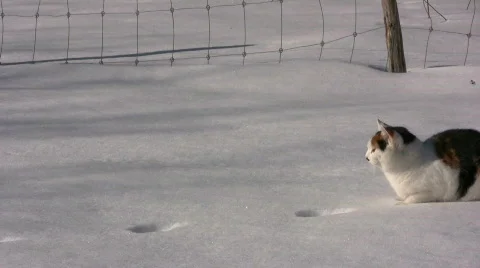 Cat attac and regret Stock Footage 648745
