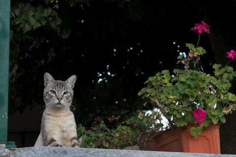 Cat in attack position. Stock Photos