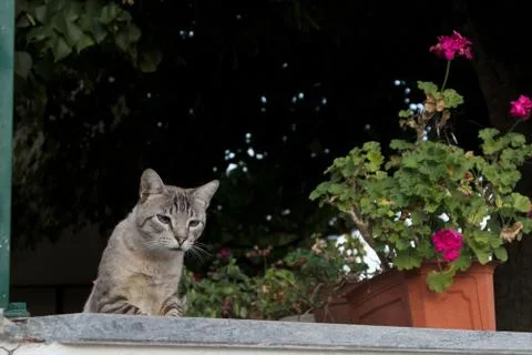 Cat in attack position. Stock Photos