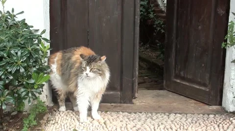 Cat attacked by dogs Stock Footage 11291256