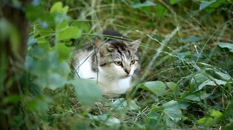 Cat attacking Stock Footage 41994210