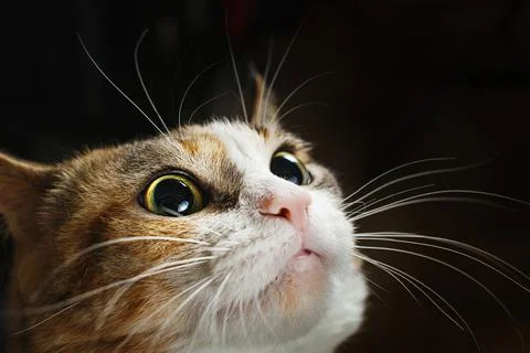 Cat in attacking mode close-up. Always alert Foto stock