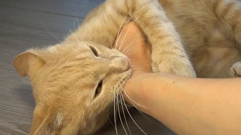 Cat attacking owner hand.  Video stock 124289232