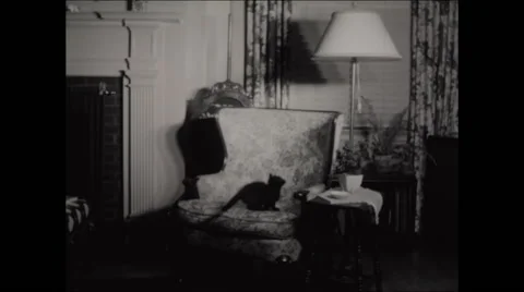 Cat Attacks Lamp Video stock 50218008