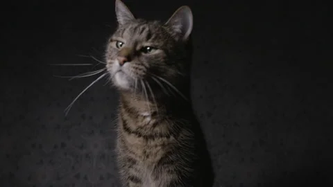 Cat attempting to reach something with its paws in dark interior 스톡 동영상 146989106