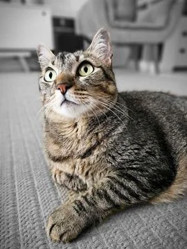 Cat at attention. Stock Photos