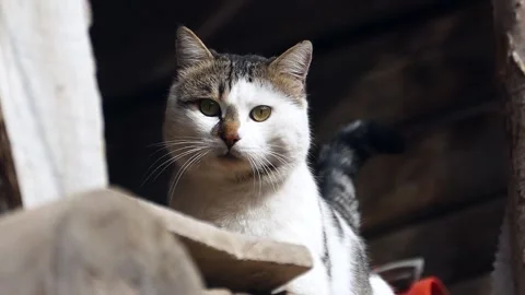 A cat that is attentive to something, a cat that moves its ears and stays c.. 스톡 동영상 234628000