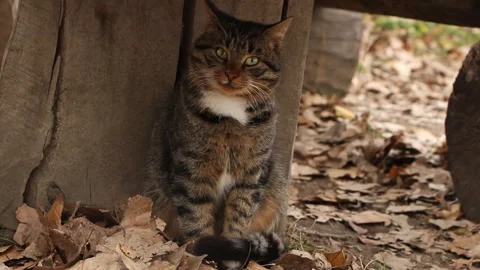 A cat in the autumn forest Stock Footage 254822946