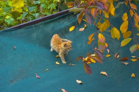 Cat in autumn Stock Photos