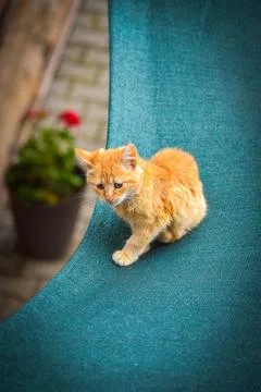 Cat in autumn Stock Photos