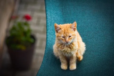 Cat in autumn Stock Photos