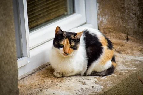 Cat in autumn Stock Photos