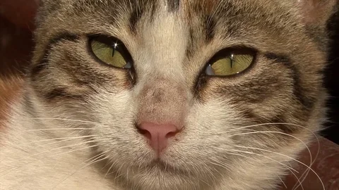 Cat ayes Egypt Stock-Footage 104263186