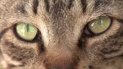 Cat ayes Stock Footage 102269241