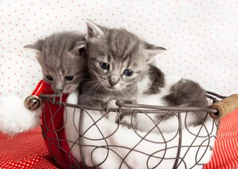 Cat babies Stock Photos