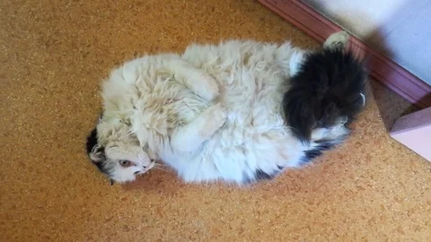 Cat on the back Stock Footage 88967316