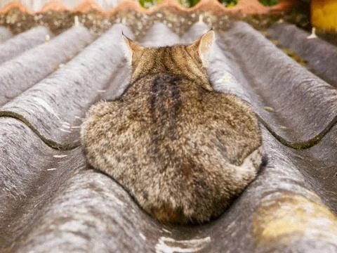 Cat back Stock Photos