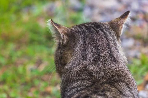 Cat back view great hearing wool pattern outdoor cute Stock Photos