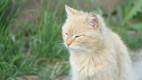 Cat on a background of green grass Stock Footage 107617728