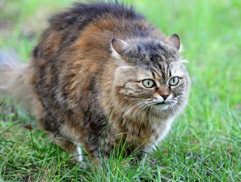 Cat on background of green grass 写真素材