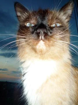 Cat on the background of the night sky Stock Photos