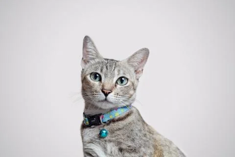 Cat background Stock Photos