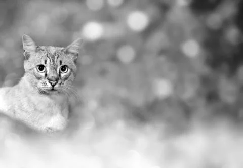 Cat Background Фото