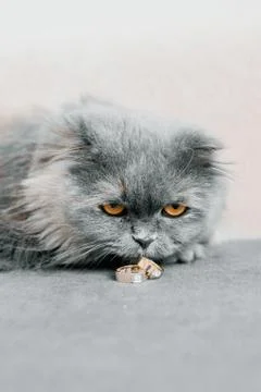 Cat on a background Stock Photos