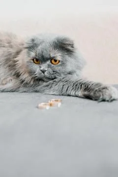 Cat on a background Stock Photos