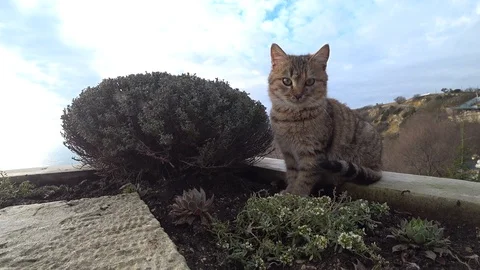Cat on the background of the sea shore Stock Footage 100268005