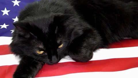 Cat on a background of the US flag. Stock Footage 120648364