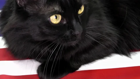  cat on a background of the USA flag. Stock Footage 120649318