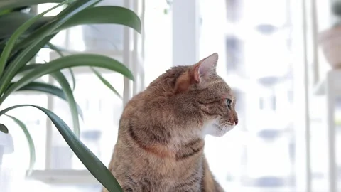Cat on the background of the window, near house plants Stock Footage 249738057