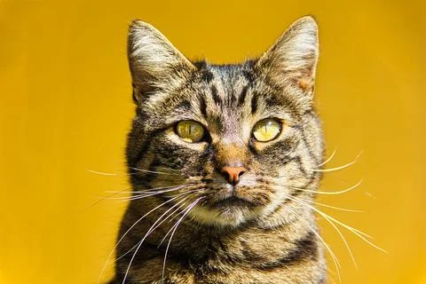 Cat background yellow Stock Photos