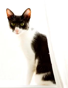 Cat in the backlit window Stock Photos