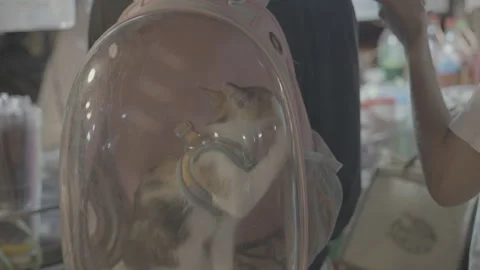 Cat in backpack  with a window for a cat Backpack for carrying animals. Stock Footage 264981015