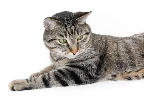 Cat on with backround Stock Photos