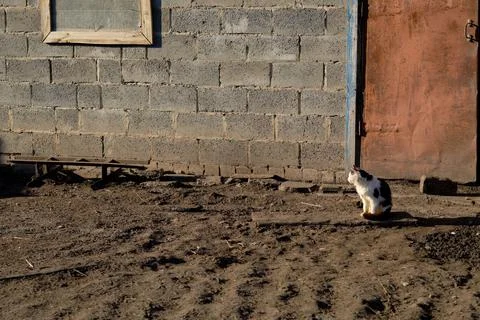 Cat in the backyard, against the background of a gray wall, at sunset Stock Photos