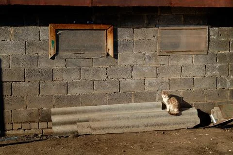 Cat in the backyard, against the background of a gray wall, at sunset Stock Photos