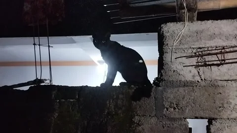 A Cat on the Backyard Fence at Night Stock Footage 228940589