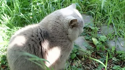 Cat in backyard Video stock 83772706