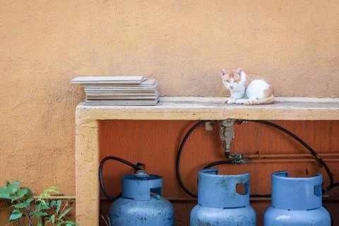 Cat in backyard next to a orange wall Stock Photos