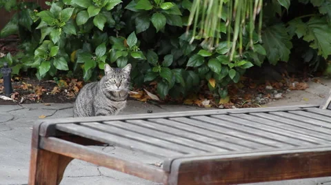 Cat in backyard / on patio #1 Stock Footage 50293925