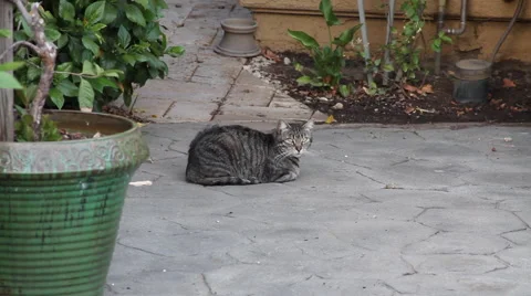 Cat in backyard / on patio #3 Stock Footage 50294404