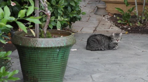 Cat in backyard / on patio #4 Stock Footage 50294320