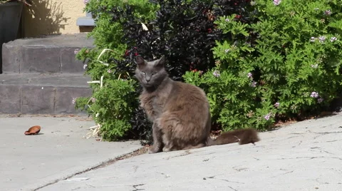 Cat in backyard / on patio #6 Stock Footage 50293967