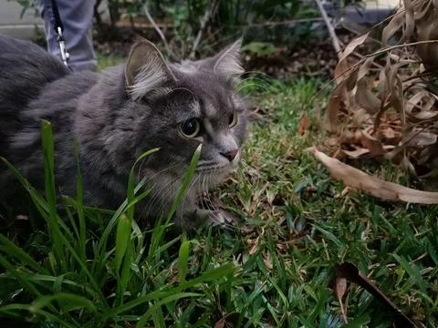 Cat in the backyard Stock Photos
