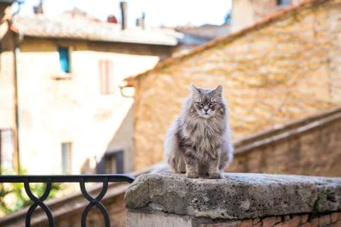 Cat in the bad mood Stock Photos