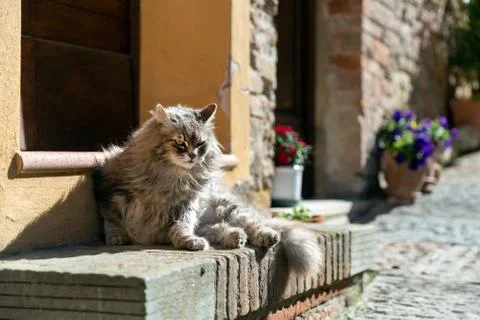 Cat in the bad mood Stock Photos